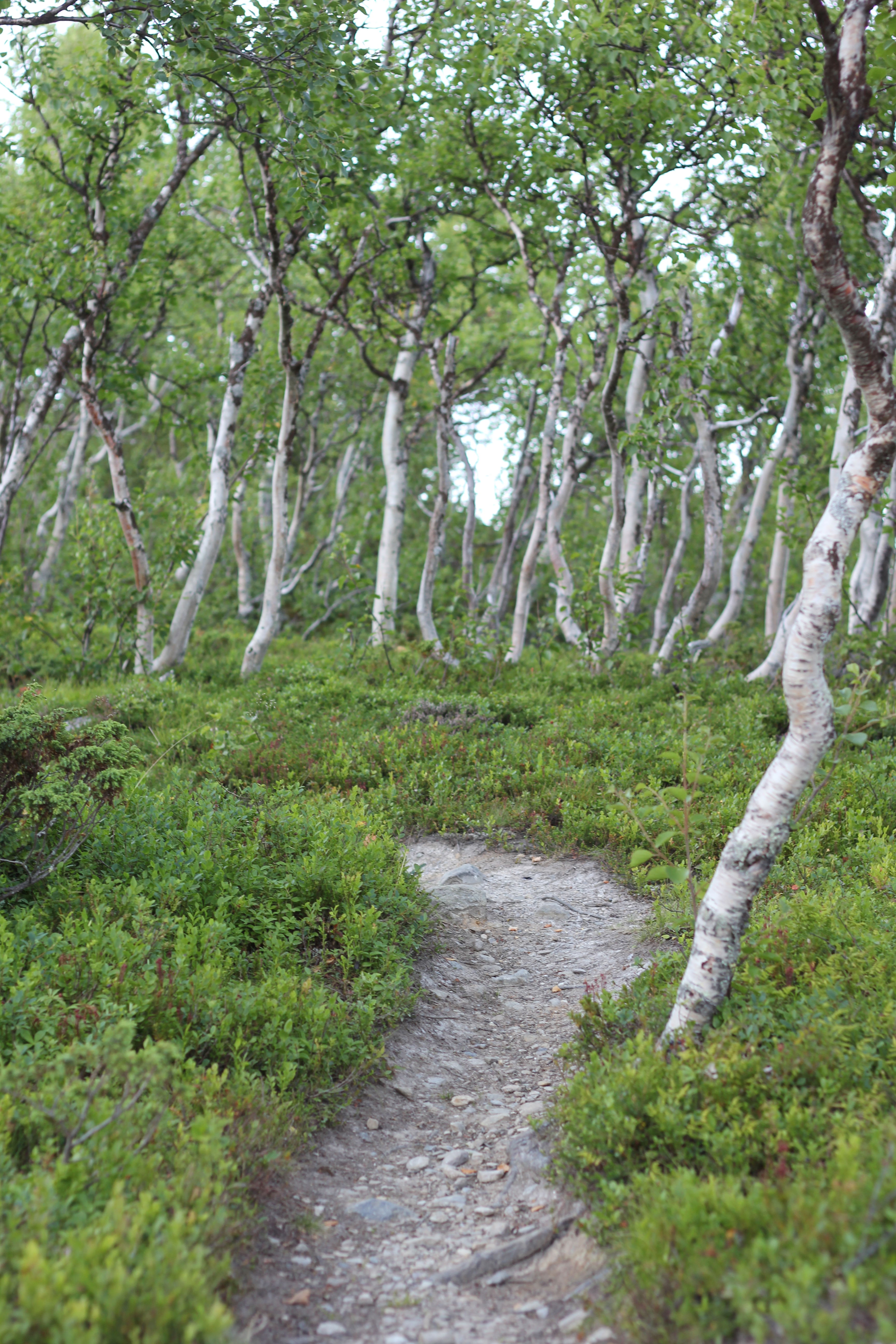 Fjällbjörkar.