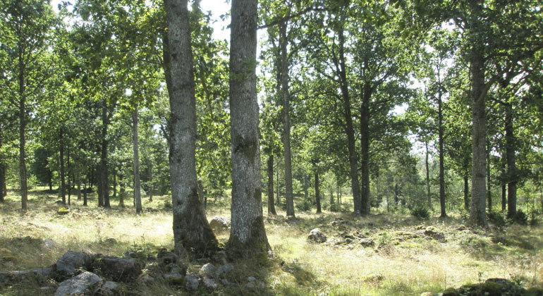grönskande skog