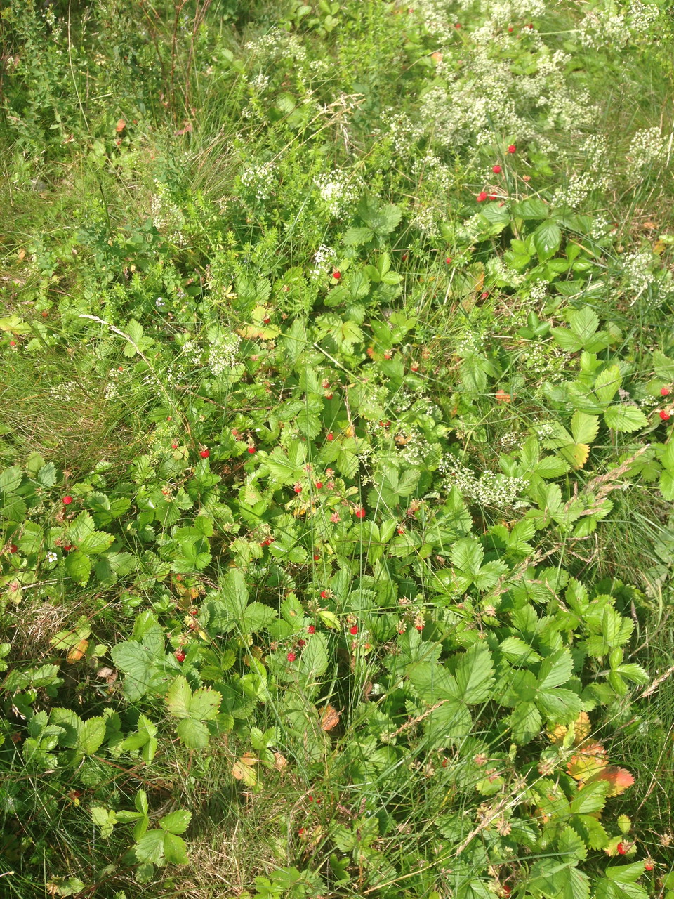 Smultronplantor på en gräsmatta.