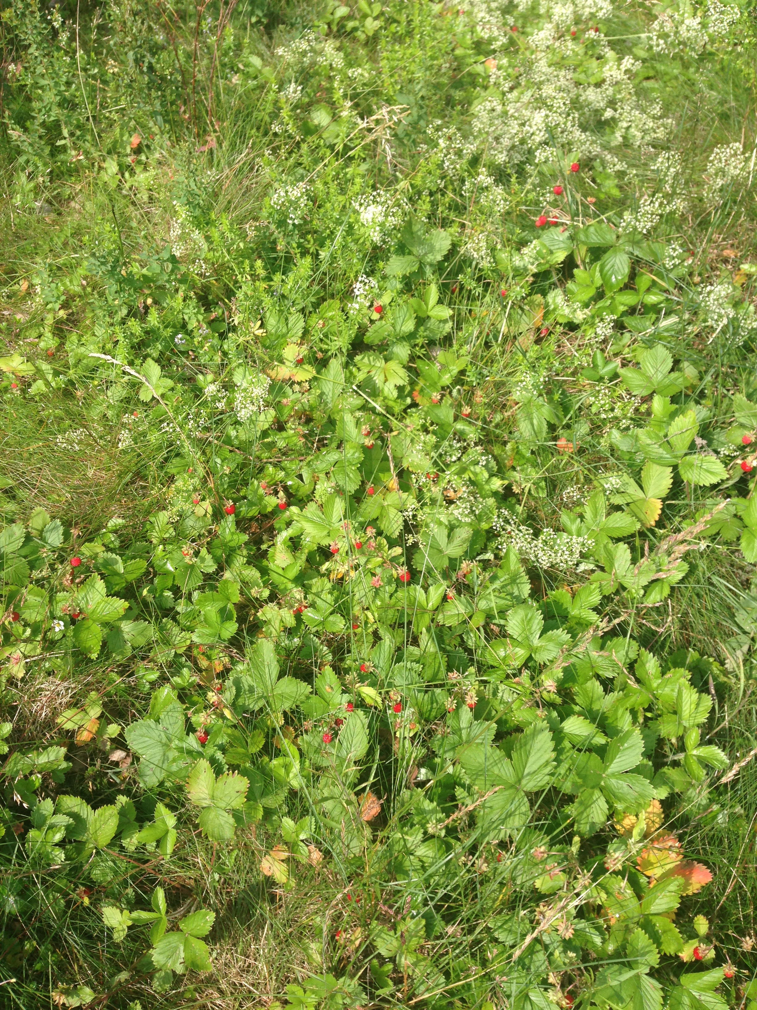 Smultronplantor på en gräsmatta.