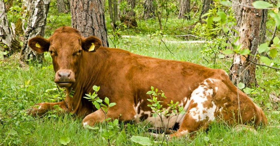 Kossa i hage med fikabord Örbackens kalkkärr naturreservat
Etapp: Skogssjö Bad- och friluftsanläggning - Örbackens naturreservat
Mjölby