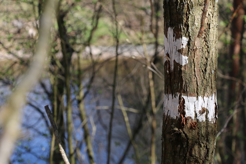 Ett vitmarkerat träd som visar att det är ett naturreservat.