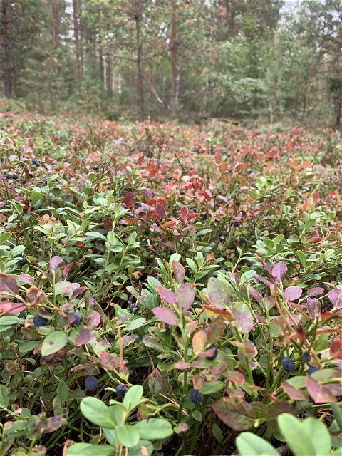 Thick carpets of berry bushes cover the ground iin Adelsö Sättra.