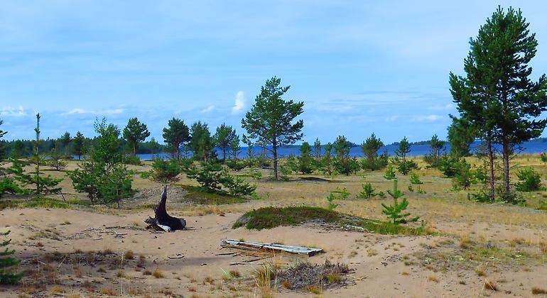 Strövvänlig tallskog på Långön.