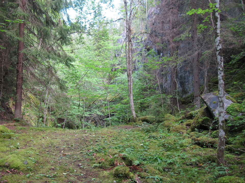 Skogsglänta med berg i bakgrunden.