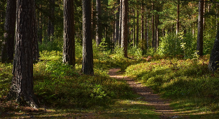 Foto: Länsstyrelsen i Kronobergs län