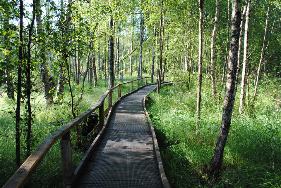 Videskogen