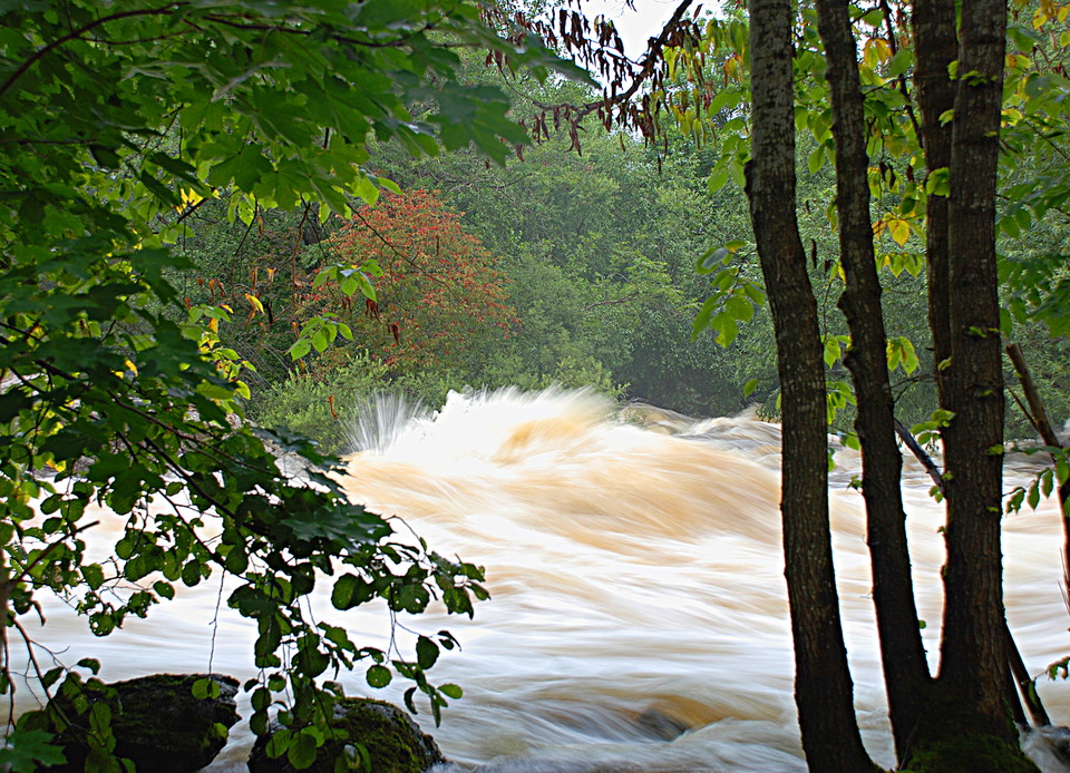 Vattnet forsar fram i hög hastighet. Fotot är taget mellan några träd. På andra sidan forsen syns ett träd fullt av rönnbär.