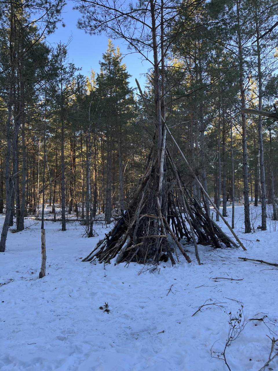Koja byggs av ris