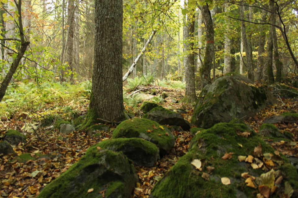 Blandskog med ojämn och mycket stenig mark. 