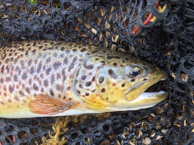 Fiskevatten Alebosjön