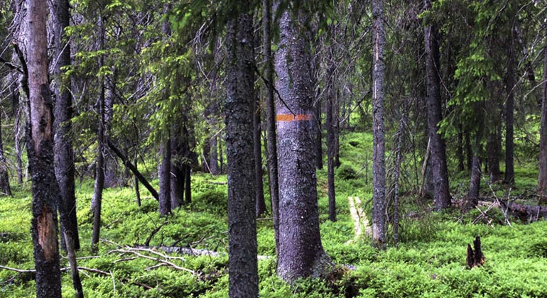 Djupdalshöjden.