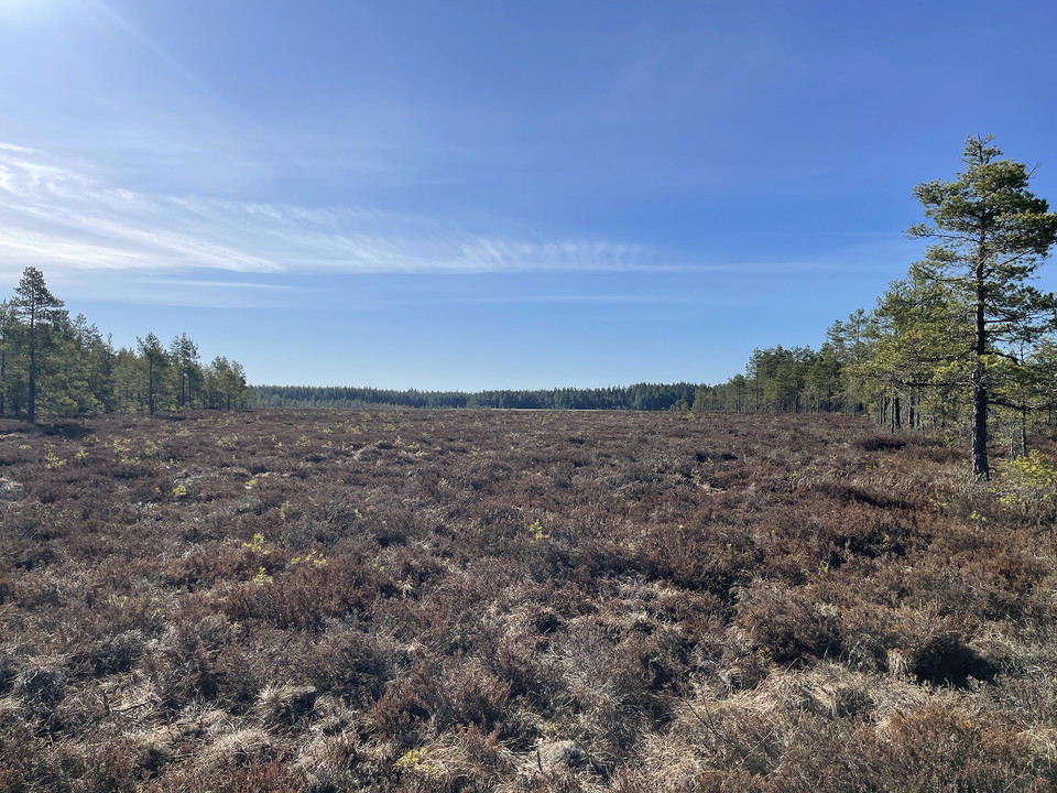 Myr kantad av låga tallar.