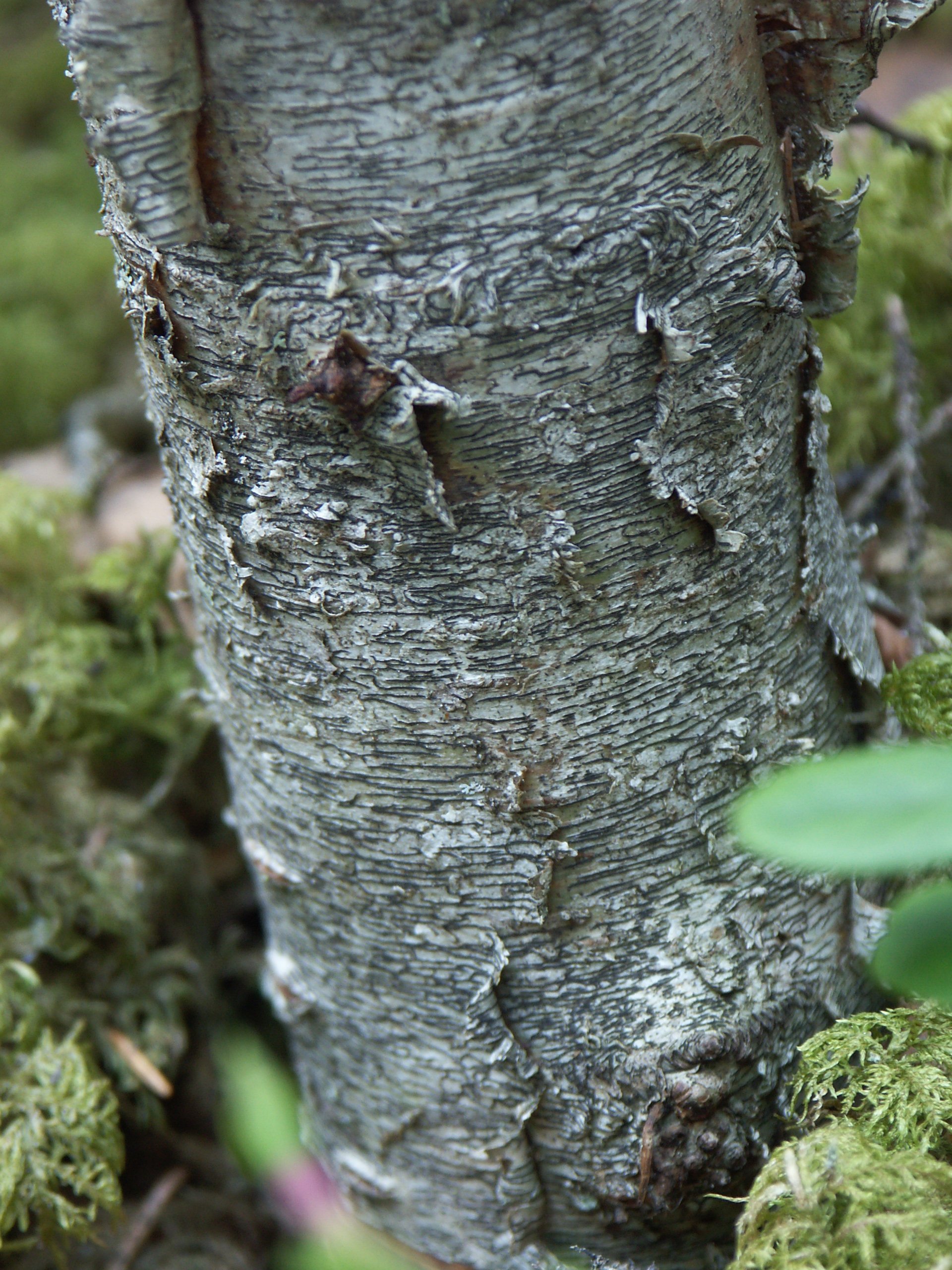 En trädstam med ljusgrå bark som delvis sitter löst. På barken växer laven skriftalv, som ser ut som svarta streck.