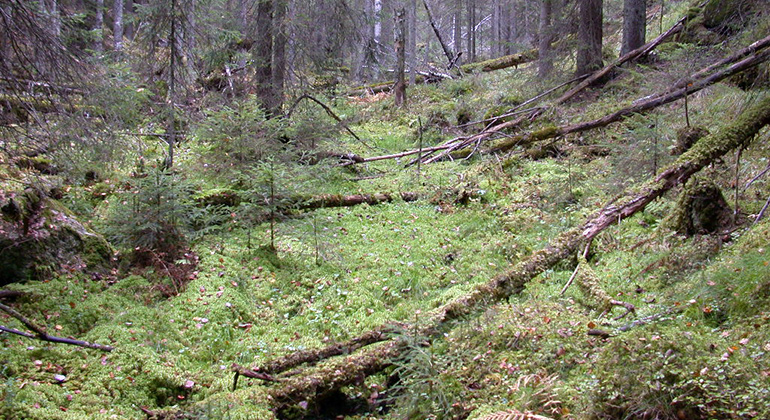 Vitmossa i botten av surdrog. Foto Anita Andersson.