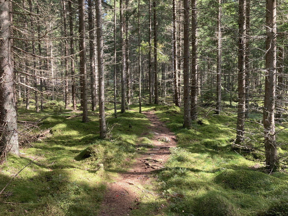 Stig som går genom skogen