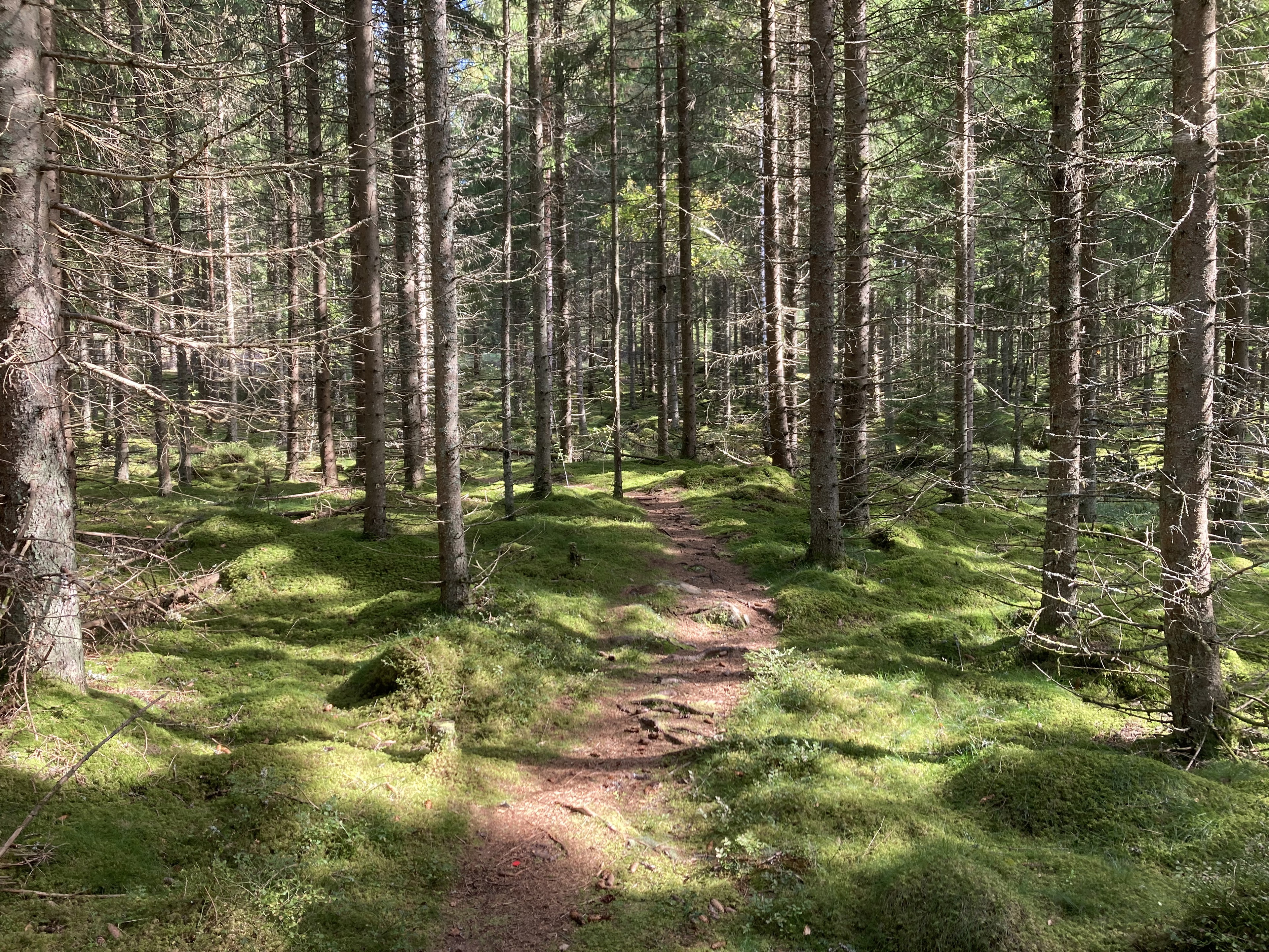 Stig som går genom skogen