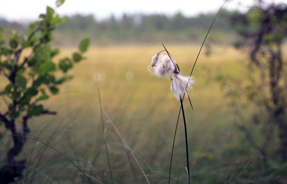 En vissen myrull i närbild med myren i bakgrunden.