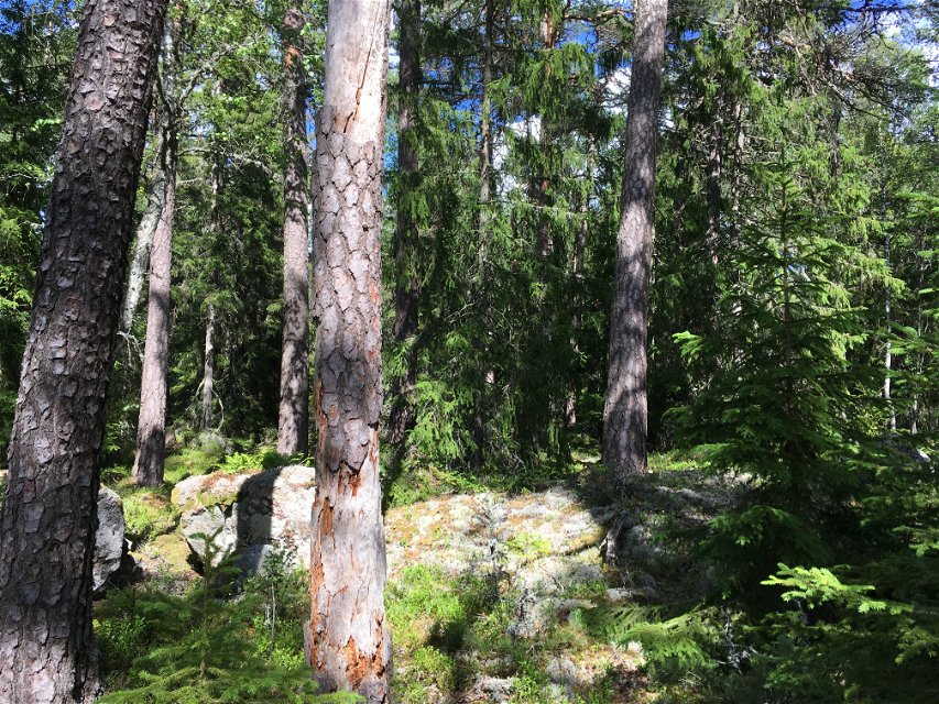 Tät barrskog med träd av olika storlekar, och mossklädda stenblock.