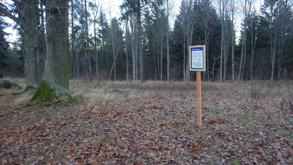 Hilkka M Kangas