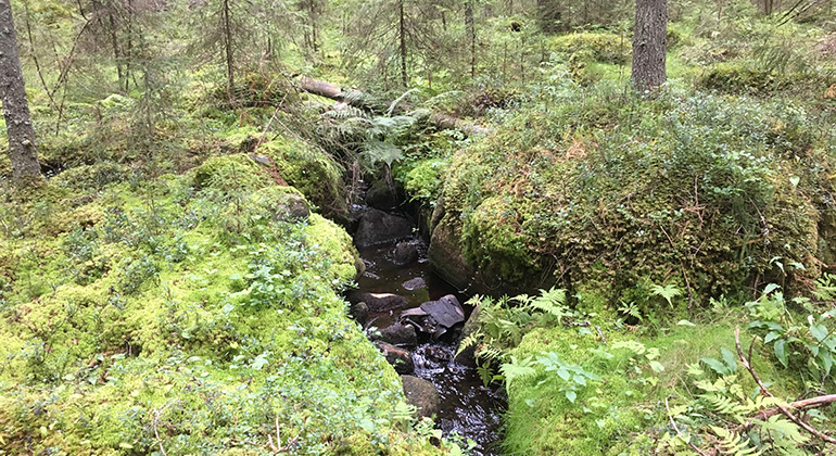 Liten skogsbäck. Foto Ingrid Granberg Wirtberg.