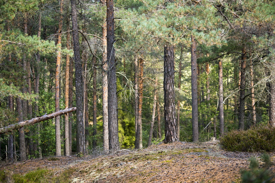 Foto: Johan Pontén