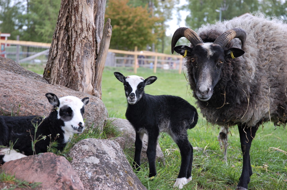 Lamm och får