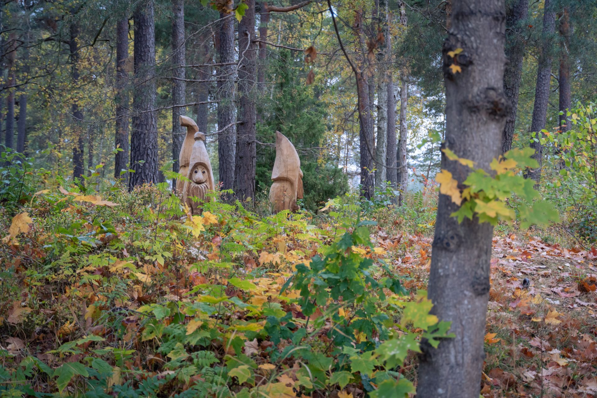 Sagoskog