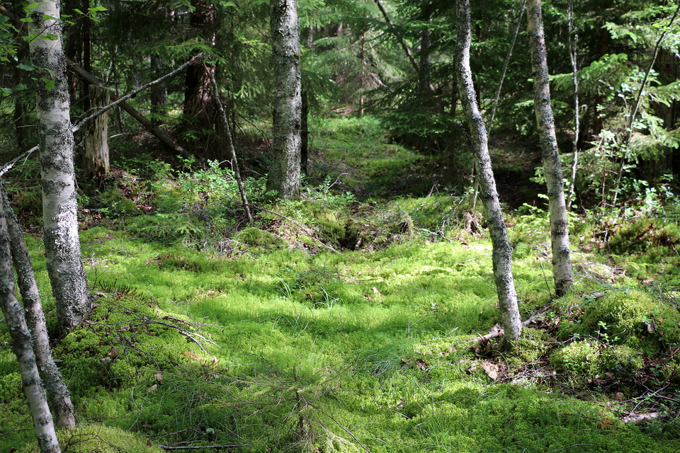 Grönskande glänta i blandskog.