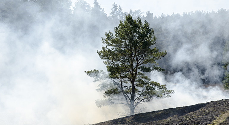 Naturvårdsbränning.