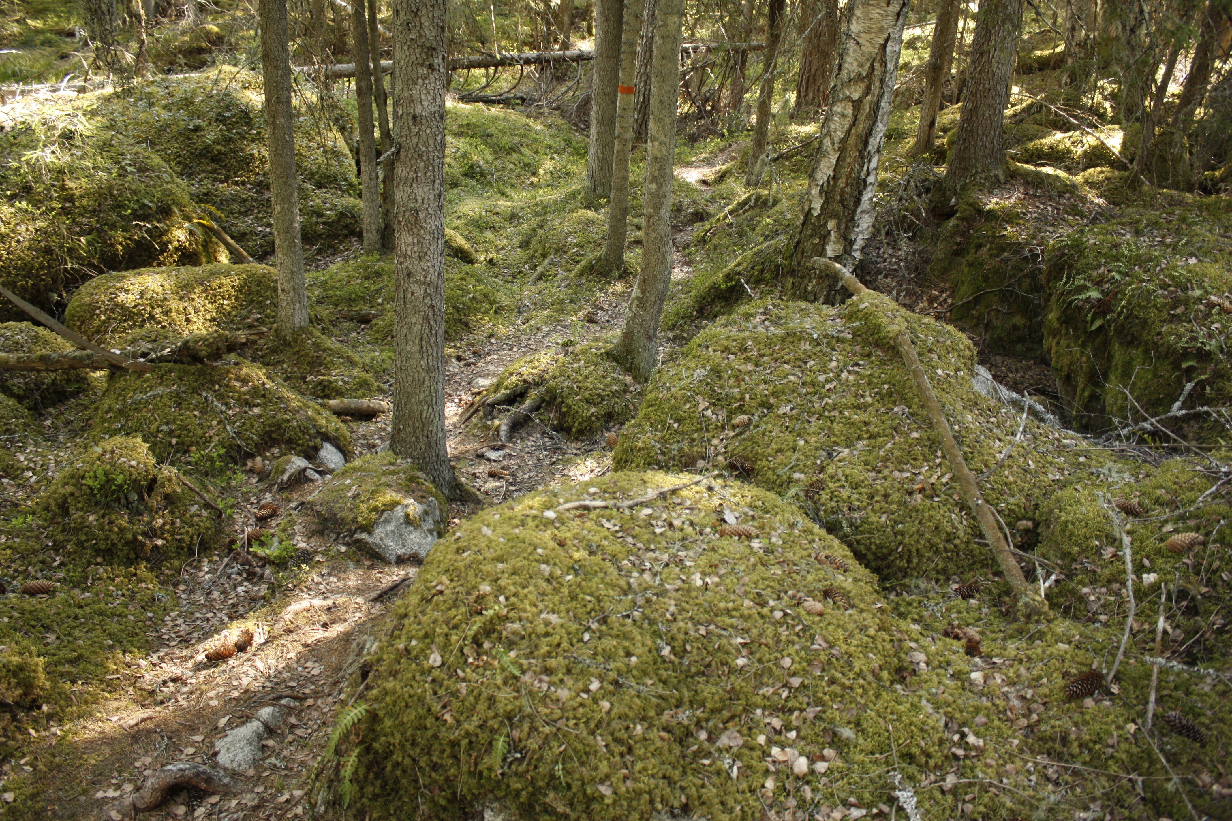 En smal och mycket ojämn skogsstig bland många mossklädda stenblock.