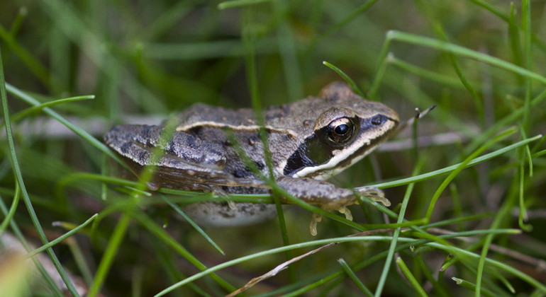 Åkergroda.