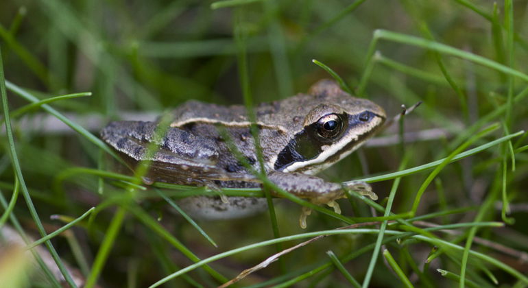 Åkergroda.