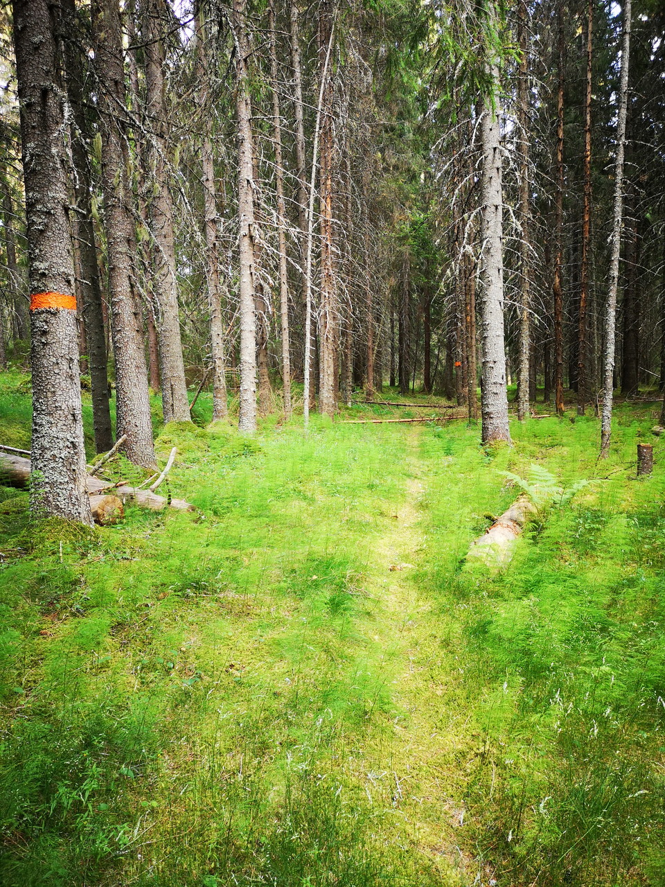 Öster om Långedetjärn