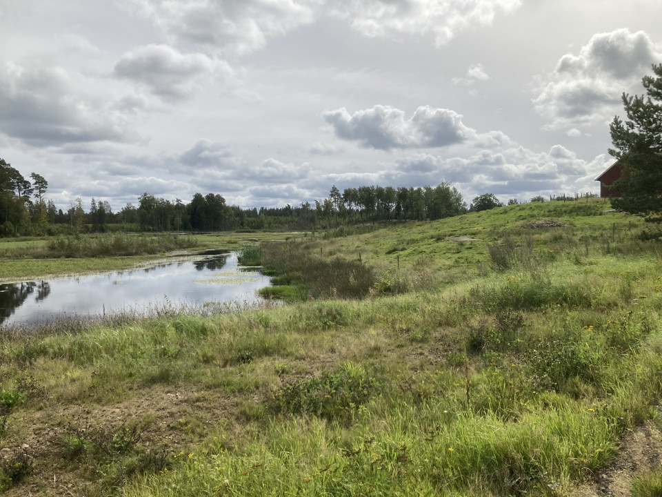 En våtmark med skog i bakgrunden