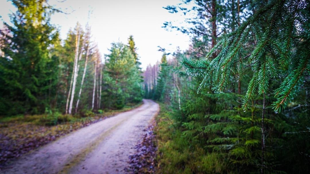 En grusväg med skogen på båda sidor.