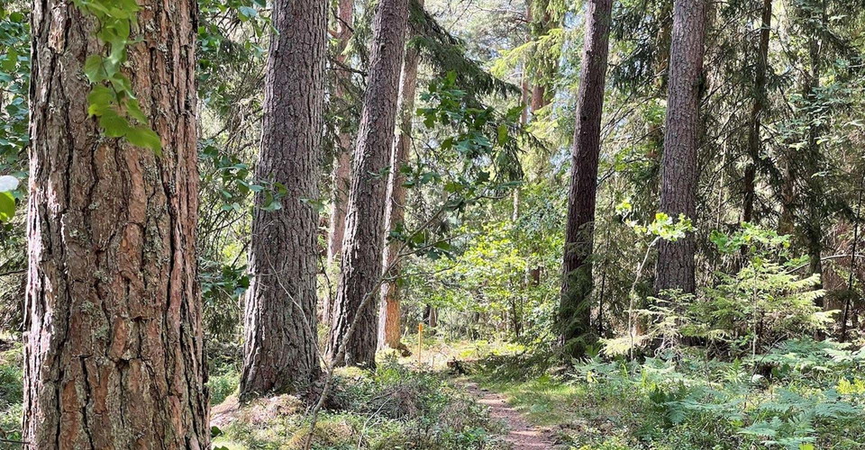 Skogsstig
Etapp: Sätravallen-Vårdnäs
Linköping