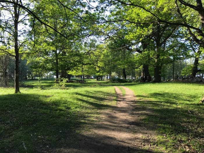 Gamla Ekuddens naturreservat