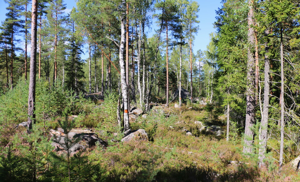 Träd av blandade sorter.