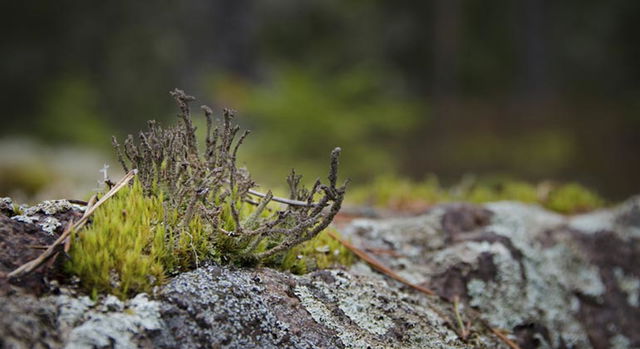 Hjärtasjöns skärgård, Naturreservat