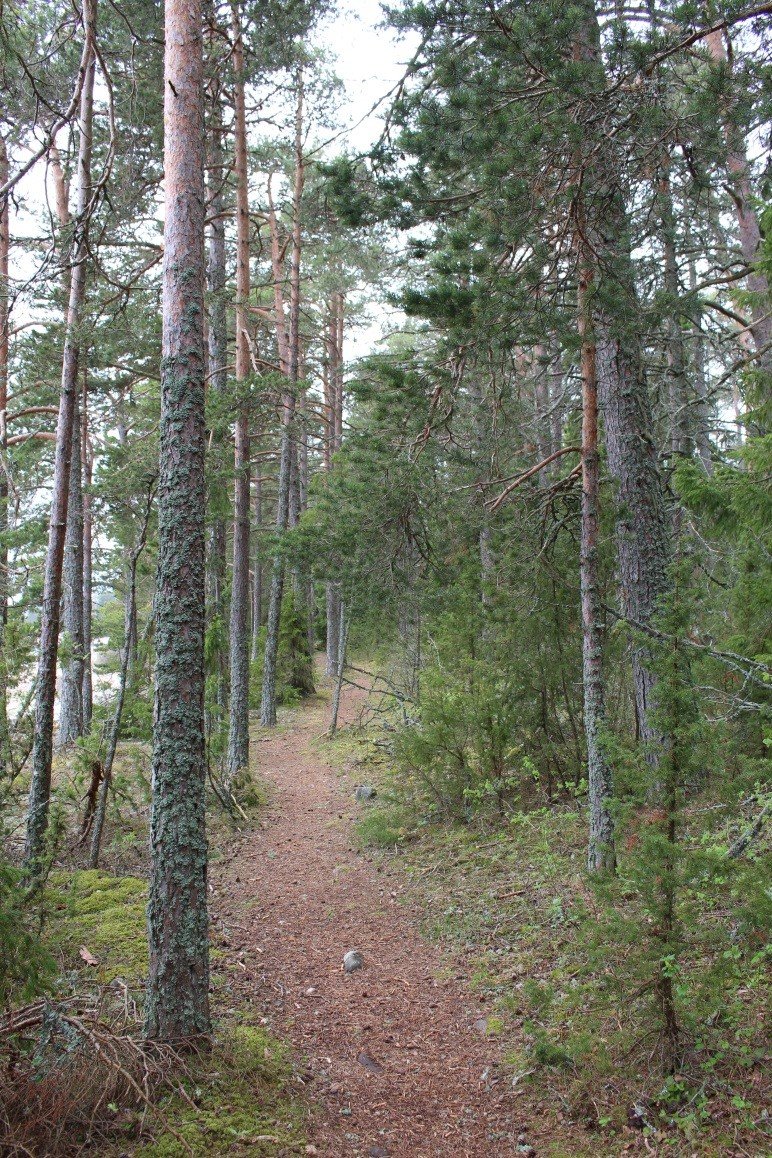 En smal stig går genom tät skog. På ena sidan kan man se glimtar av vatten mellan träden.