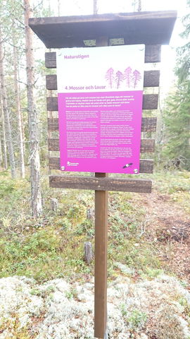 Södra Bergets naturstig 4 Mossor och lavar