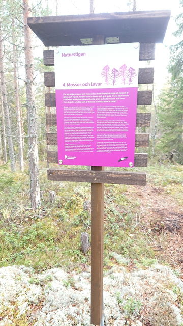 Informationstavla Mossor och lavar Naturstigen
