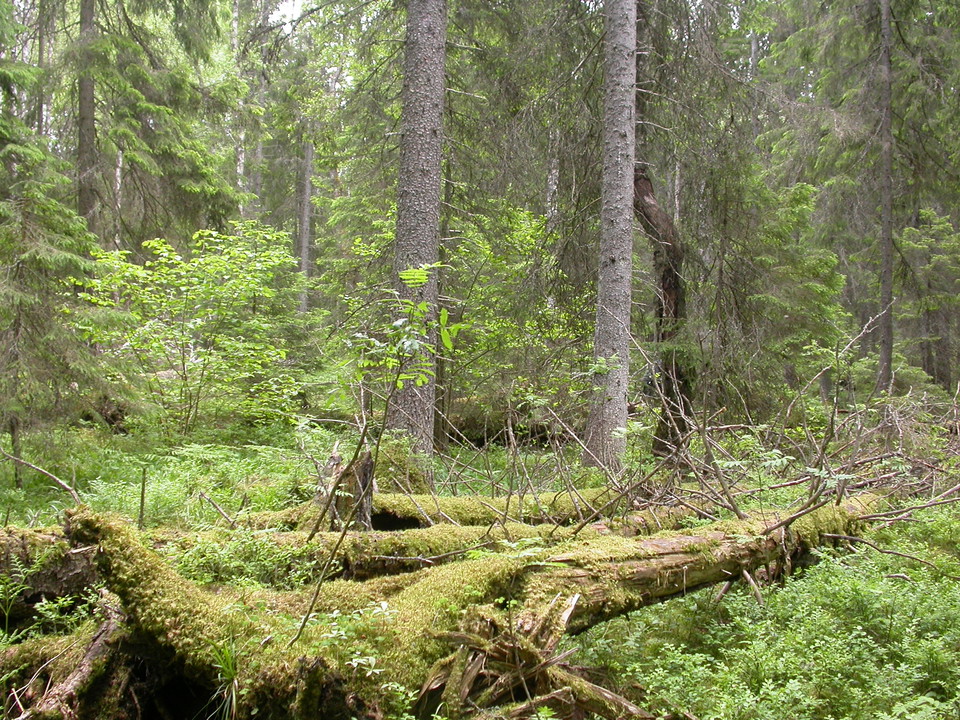 Tät, gammal skog med flera döda och mosstäckta liggande trädstammar. 