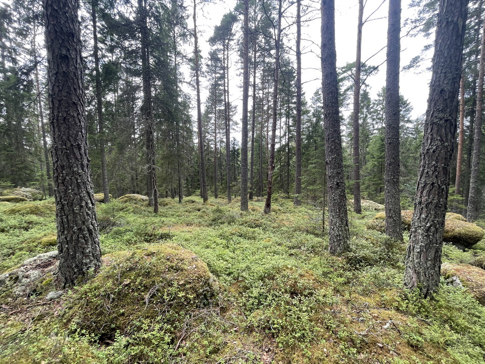 Gles granskog, mossig mark.