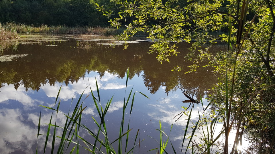 Kaveldun och gråvide vid Mulletjärrnen. Foto Lidingöstad