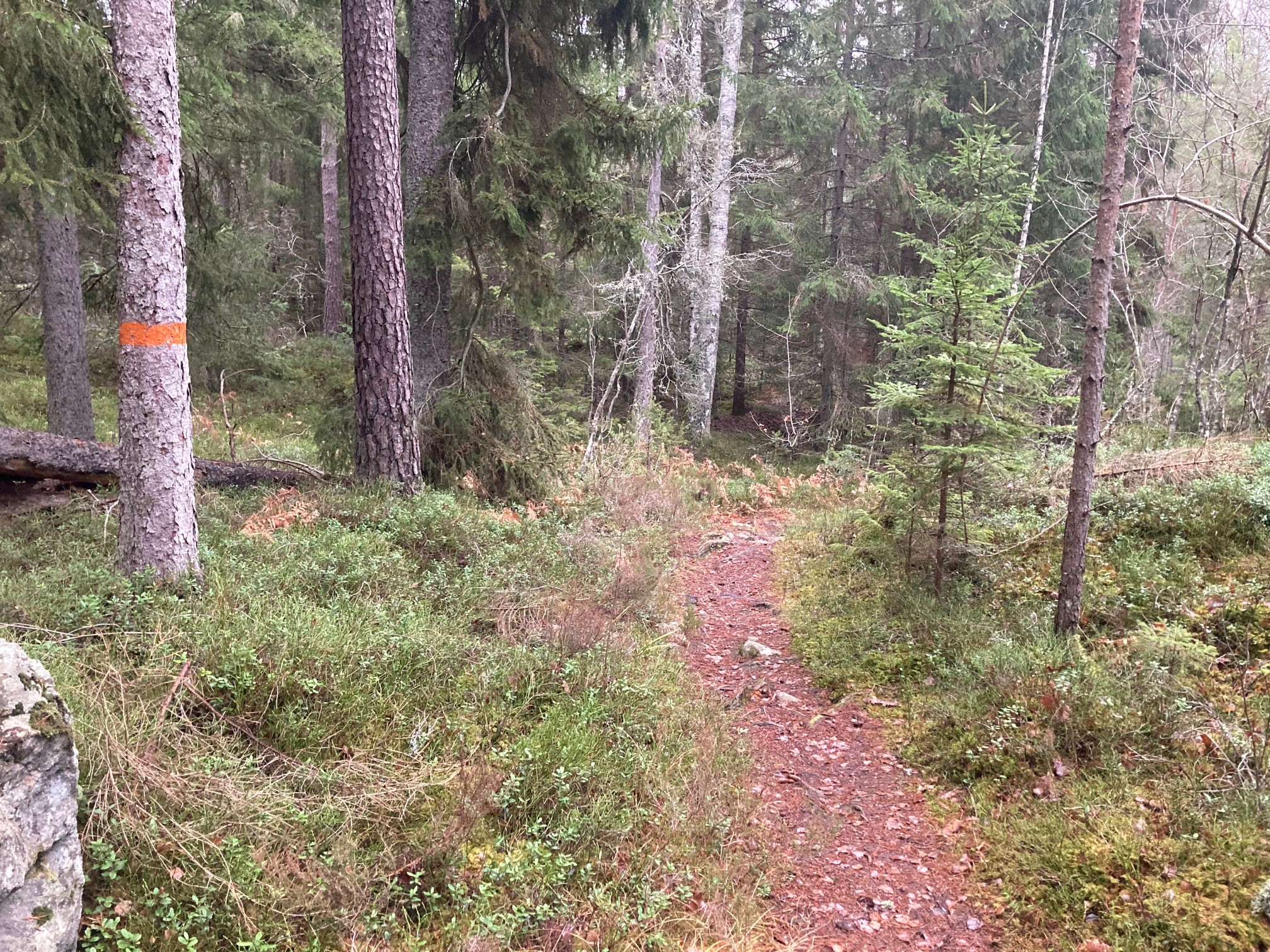 Leden i den nordöstra delen genom vacker barrskog