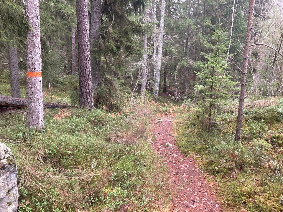 Leden i den nordöstra delen genom vacker barrskog