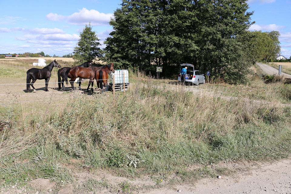 Parkeringsplats bredvid hage med fyra hästar. En silverfärgad bil med öppen bagagelucka står parkerad.
