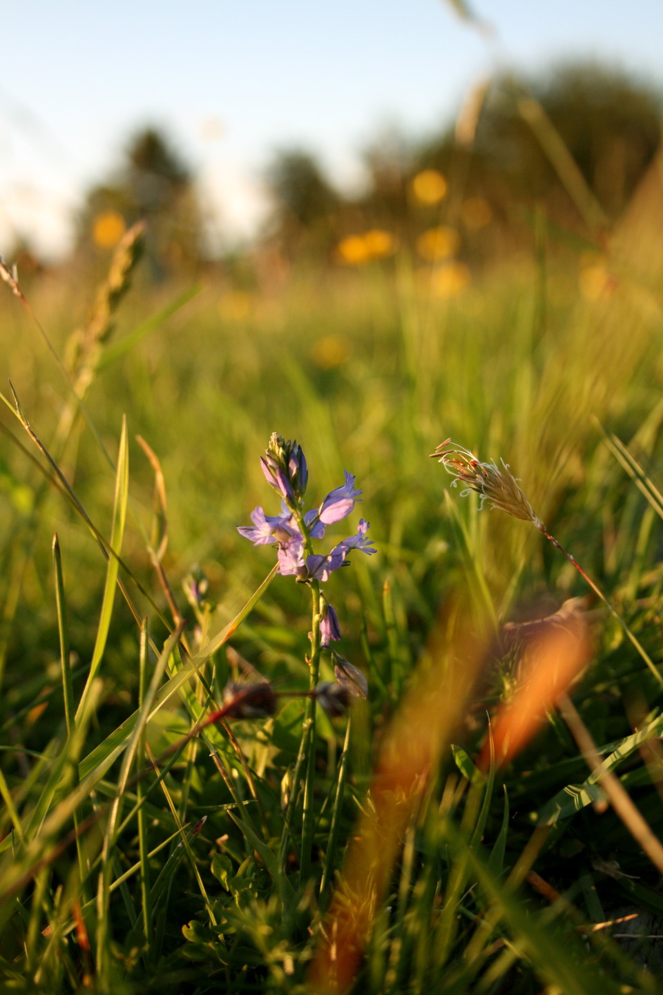 Närbild på en lila blomma som växer på en äng.